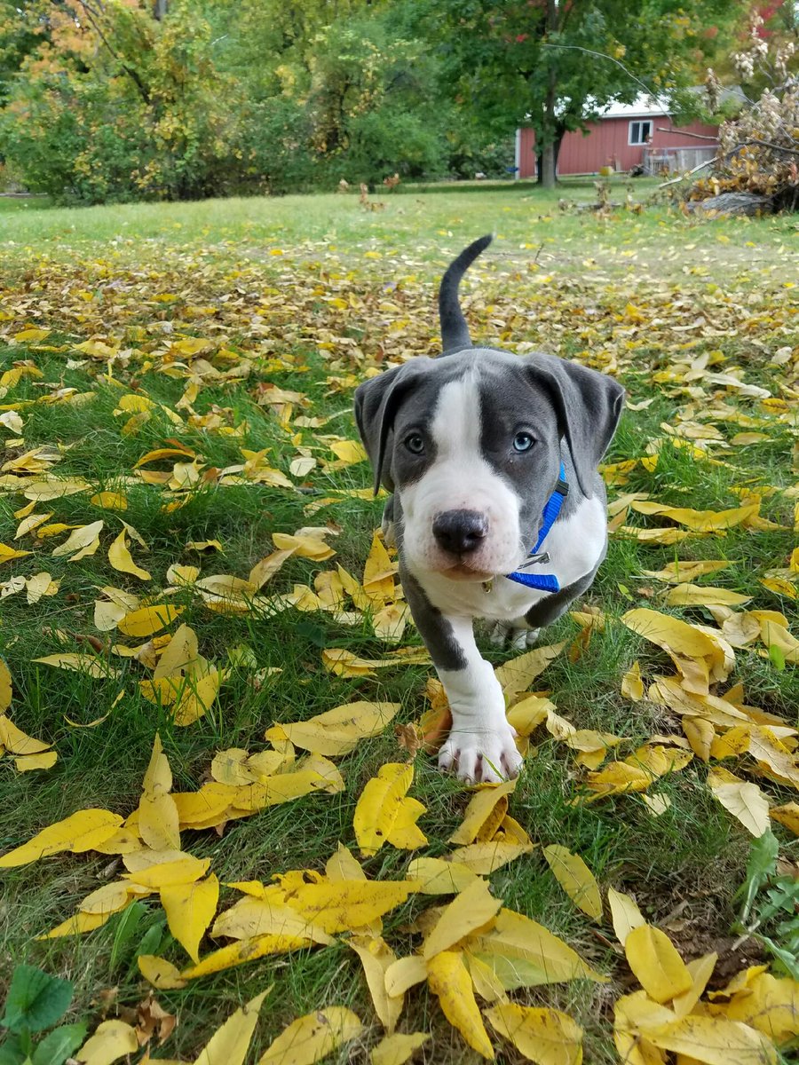 anna_harms's tweet photo. Zeus 😍❤🐶 https://t.co/EOLBeOjfb6