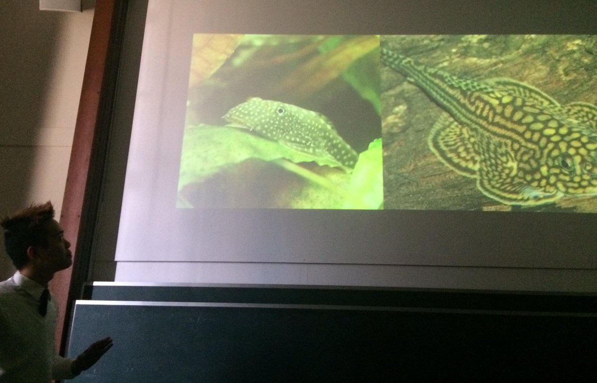 Courtney Morgans (@c_l_morgans) on Twitter photo Fantastic talk from <a href="/GurionAng/">Dr Gurion Ang</a> on restricted species and the aquarium trade at the @SCBBrisUQ AGM Fantastic talk from <a href="/GurionAng/">Dr Gurion Ang</a> on restricted species and the aquarium trade at the @SCBBrisUQ AGM