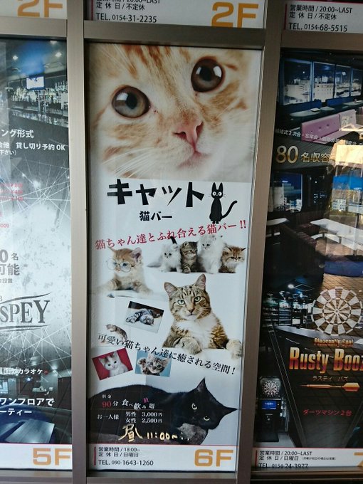 北海道 道東の猫スポット １０選 猫スポットなび