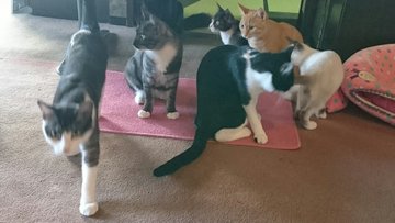 北海道 道東の猫スポット １０選 猫スポットなび
