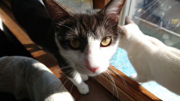 北海道 道東の猫スポット １０選 猫スポットなび