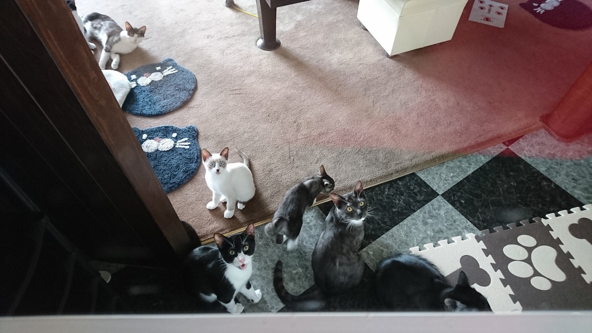 キオン 釧路の末広に猫バー 猫カフェができたとネットで見たので行ってきました猫可愛かったです 料金は大人90分1500円でソフトドリンク飲み放題付きでした 皆さん行ってみてね 釧路