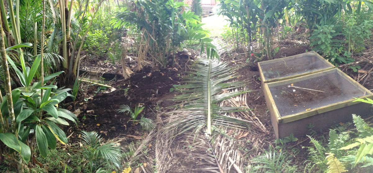 scottburchNPS's tweet photo. #reducereuserecycle a simple composting system for kitchen waste and cardboard cut landfill waste by 1/2, and created topsoil for my taro! https://t.co/KfGSnuQwsn