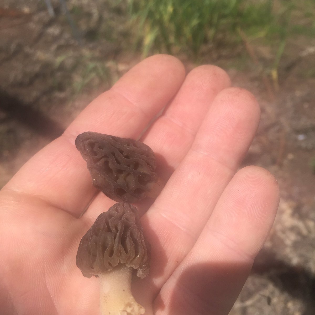 A random find! Just two...