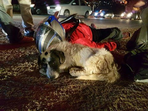 jesuslopezsan's tweet photo. Perro callejero mostró más humanidad a motociclista atropellado en Oaxaca, que la persona que le robó la cartera al herido.#perrohumano https://t.co/FKjNtfHPmB