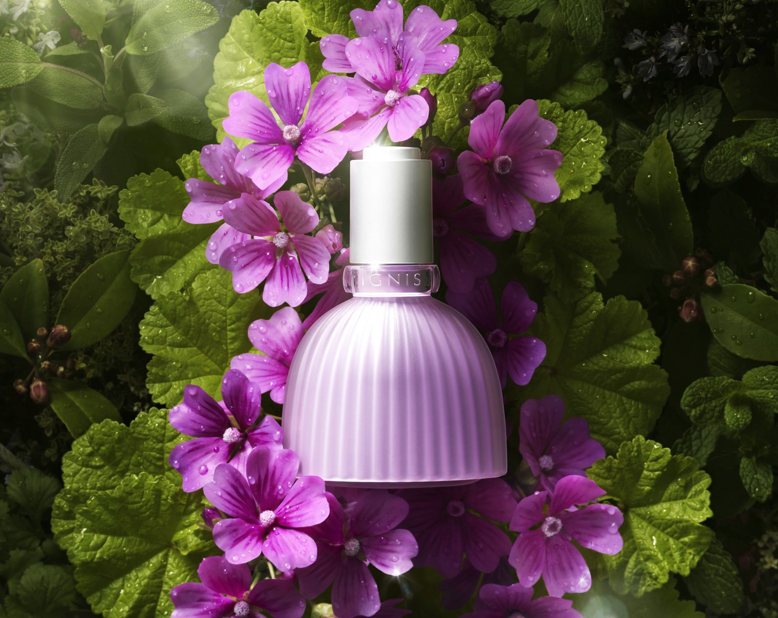 Uzivatel アルビオン Albion 公式 Na Twitteru おはようございます 今日の誕生花は ゼニアオイ イグニスのフラワースピリットに配合されている マロウ のことです その花言葉は 恩恵 温和 まさに花の恵みで恩恵を受ける この美容液にピッタリの