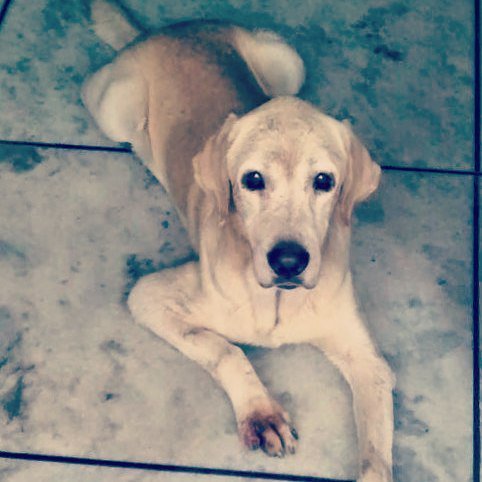 kaalicharan's tweet photo. Delhi adoption! This young Labrador, about a year old, possibly less, with the sweetest fa… https://t.co/amDxVHkfLq https://t.co/YplPH9VXQJ