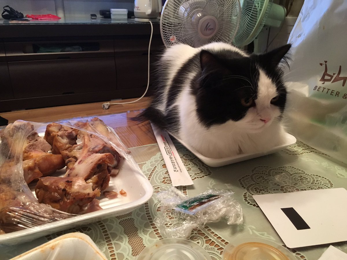 Choco_CatS2's tweet image. 족발을 노리는줄 알았는데 그게 아니었다