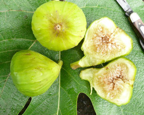 Figs, Fig Leaves, and the Bible garlandnursery.wordpress.com/2016/10/25/fig…