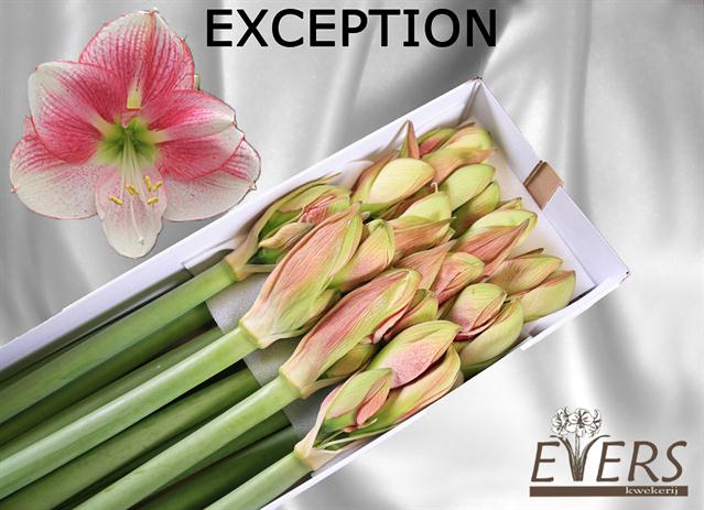 VermeulenGerard's tweet photo. Vindt u dit met "Uitzondering" de mooiste #Amaryllis?  #Exception van #KwekerijEvers https://t.co/57b2pmAWxW