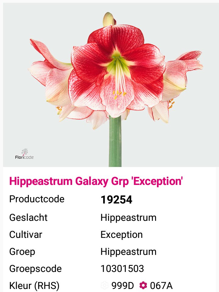 VermeulenGerard's tweet photo. Vindt u dit met "Uitzondering" de mooiste #Amaryllis?  #Exception van #KwekerijEvers https://t.co/57b2pmAWxW