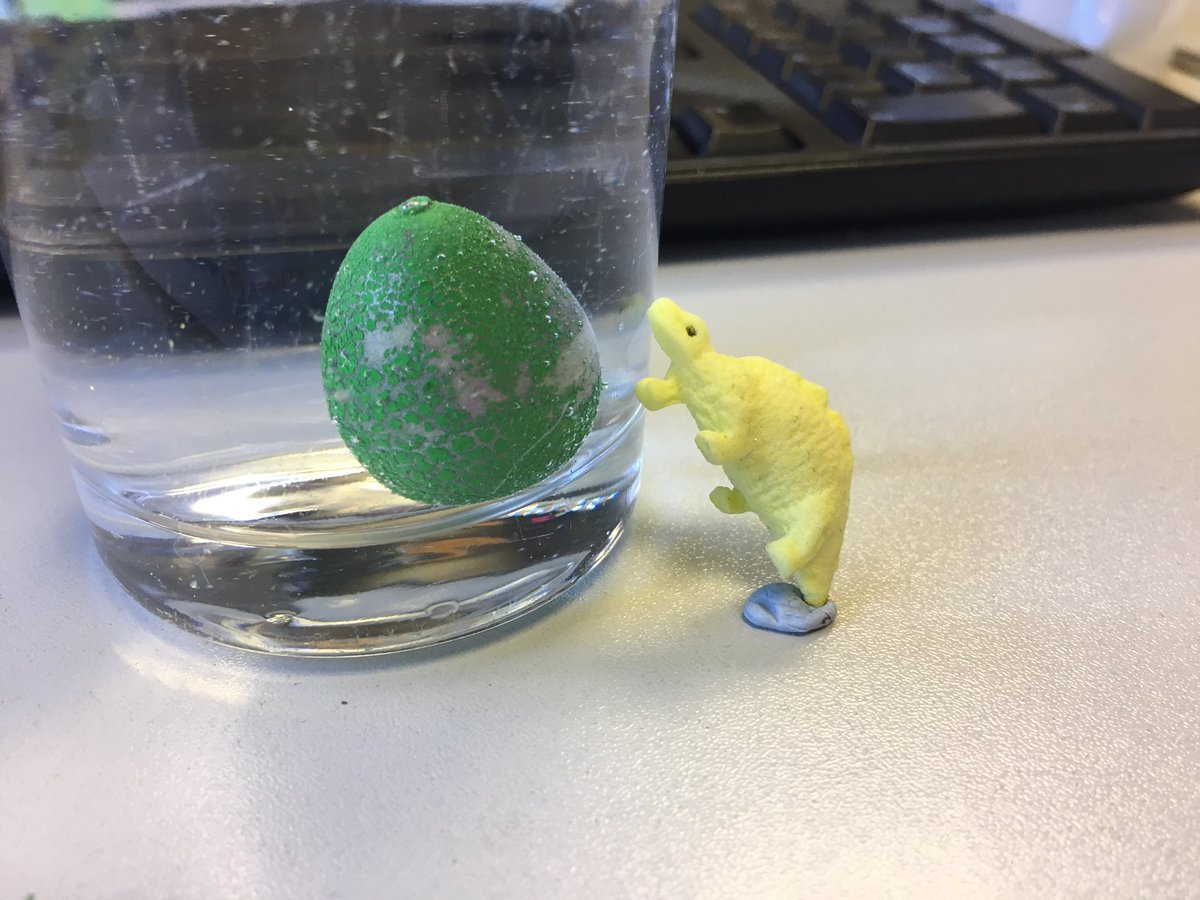 melhugs88's tweet photo. @sciencewater #elgadino is desperate for his #friendosaurus to hatch! He couldnt wait for me to get it in water & had to help #brothersaurus https://t.co/Wgk2pUXLus
