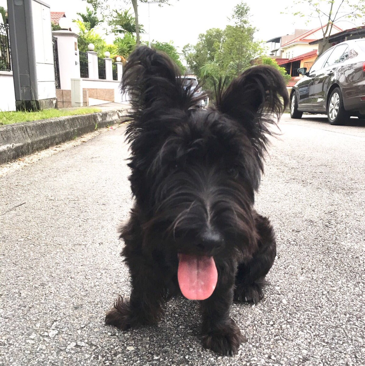 davidsmugshop's tweet photo. o levels unrelated but please please rt this im trying to find my dog https://t.co/kKXsZU1uO9