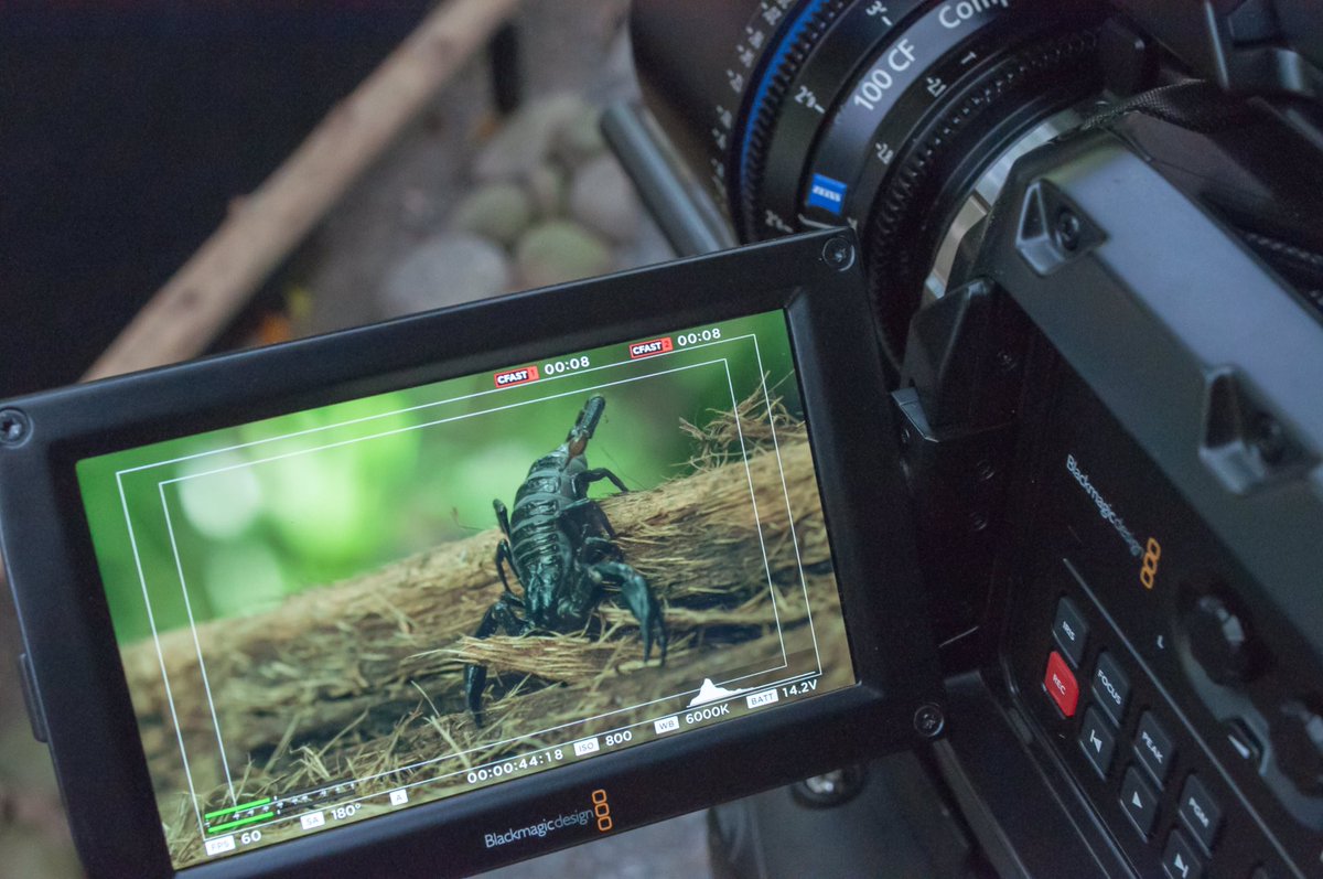 Kevin_Babey's tweet photo. Macro Image of scorpion using Zeiss100mmCP.2 compact prime!Excellent versatile lens with amazing results! @CarlZeissLenses @Blackmagic_News https://t.co/9rKg8B6ucv