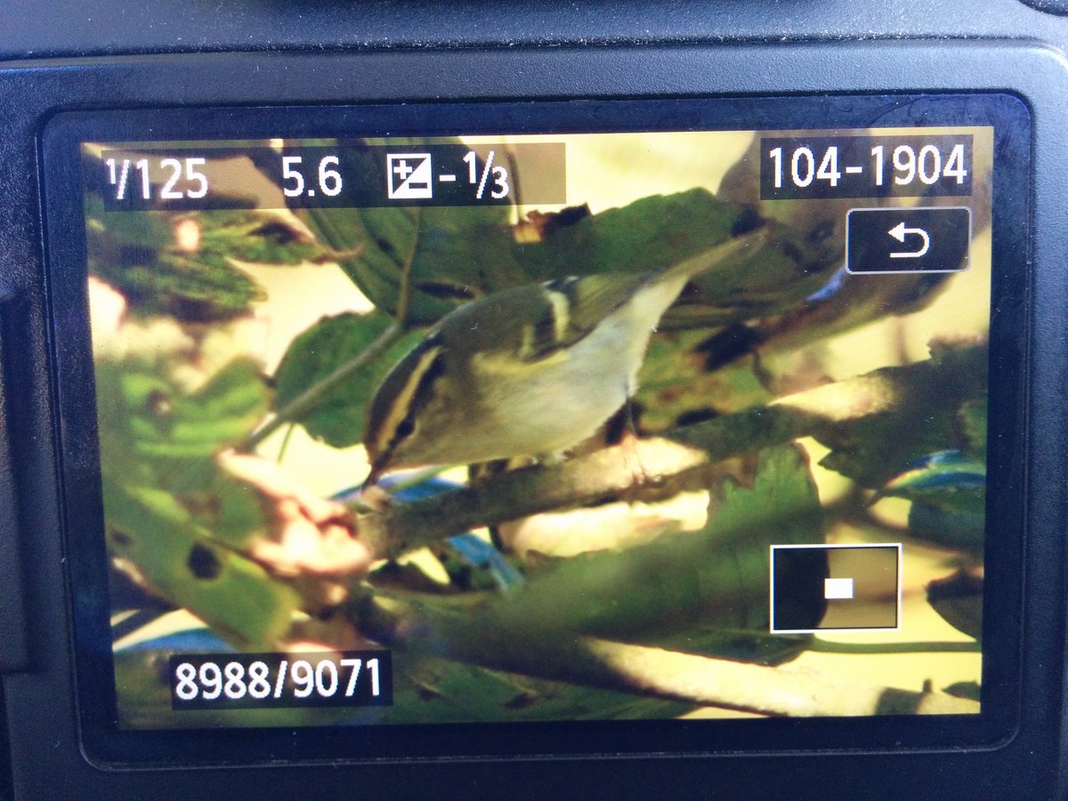 Markthebirder's tweet photo. Two Pallas's Warblers loosely associating top of Martin's Ravine around golf cabin #FileyObs #YCNalerts @BirdGuides @RareBirdAlertUK https://t.co/IHg3qky7tY