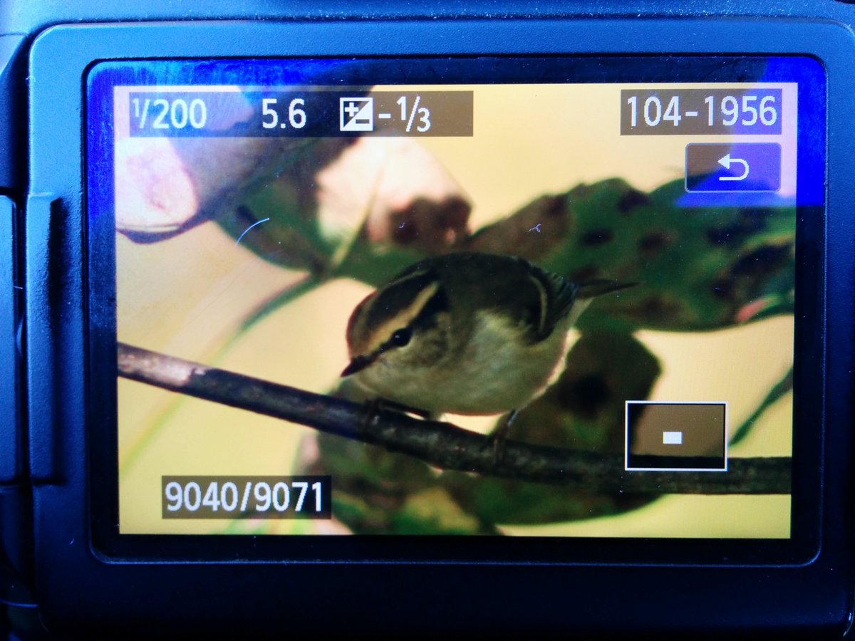 Markthebirder's tweet photo. Two Pallas's Warblers loosely associating top of Martin's Ravine around golf cabin #FileyObs #YCNalerts @BirdGuides @RareBirdAlertUK https://t.co/IHg3qky7tY