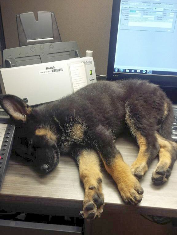 rcmpmb's tweet photo. Night shifts are tough – and Jix, a #rcmpmb police dog in training, just couldn’t make it through her first one without a nap. https://t.co/JakX2h7CMq