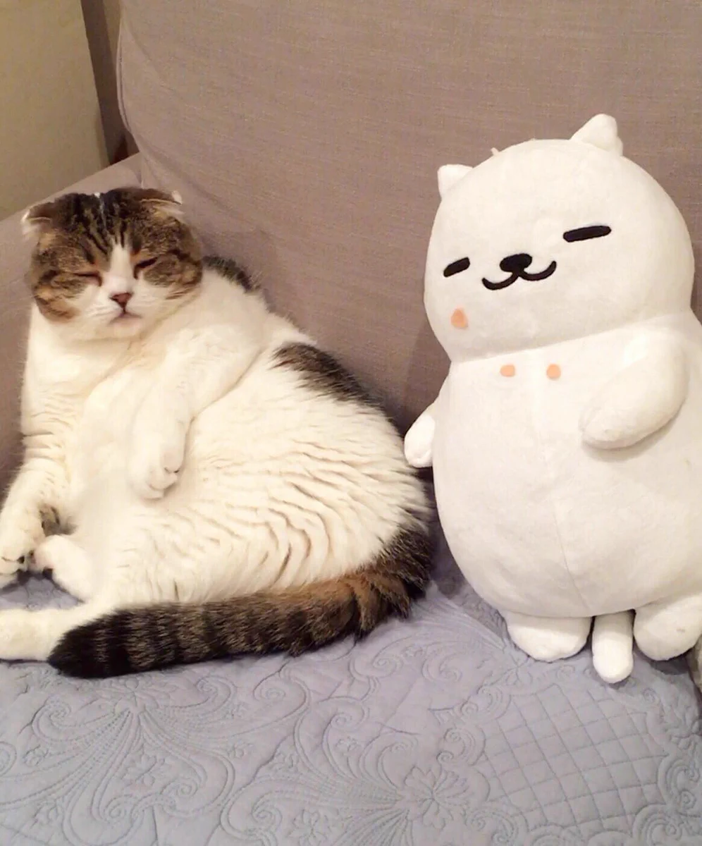 これは似すぎWW猫の表情、ポーズまで一緒なんてすご過ぎWW