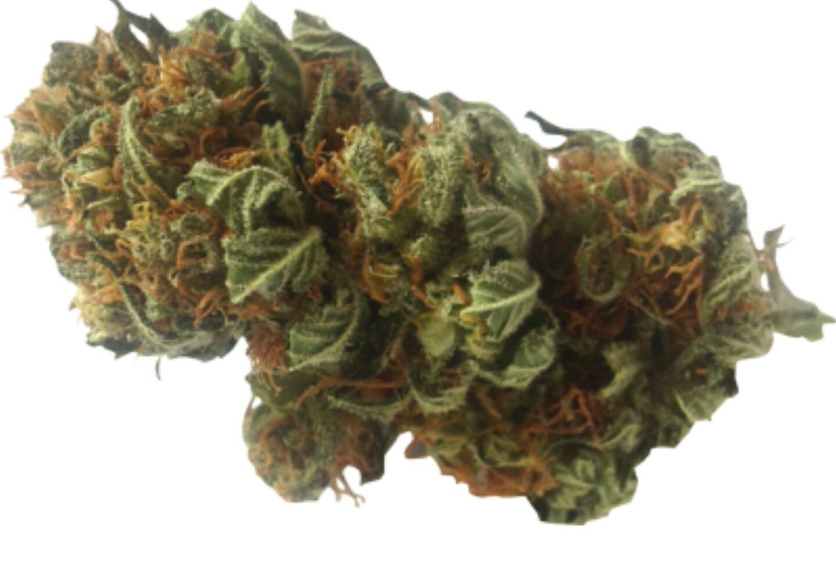RastafariJams's tweet photo. Premium medz I at @HighHealerz #1 #MMJ Collective delivery service in #OrangeCounty #California 🌱🌱 https://t.co/BE786mW65l or 949-899-8420 https://t.co/YSWeXcClDv
