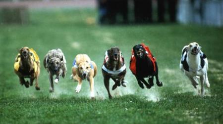 #Hoy en el Congreso se tratara la #Ley contra las carreras de galgos en el pais. #NoAlMaltratoAnimal