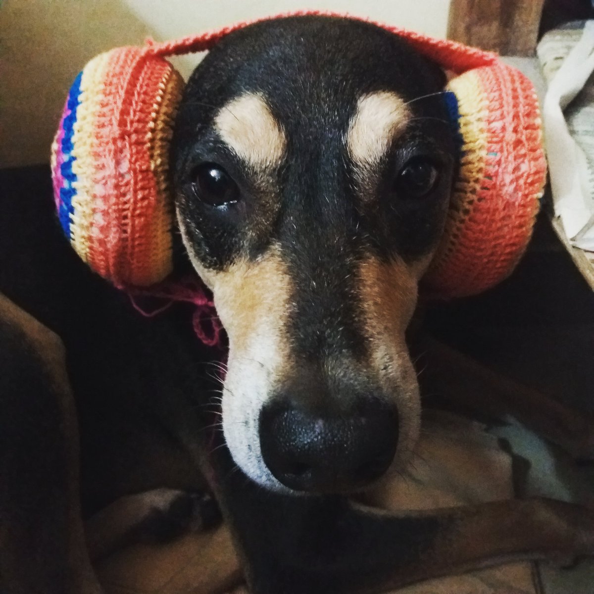 sohinimaitra's tweet photo. Ear muffs made by my cousin for those scary days of #Diwali #meredoanmolratan #dogsoftwitter #petsagram https://t.co/ddQEJI5320