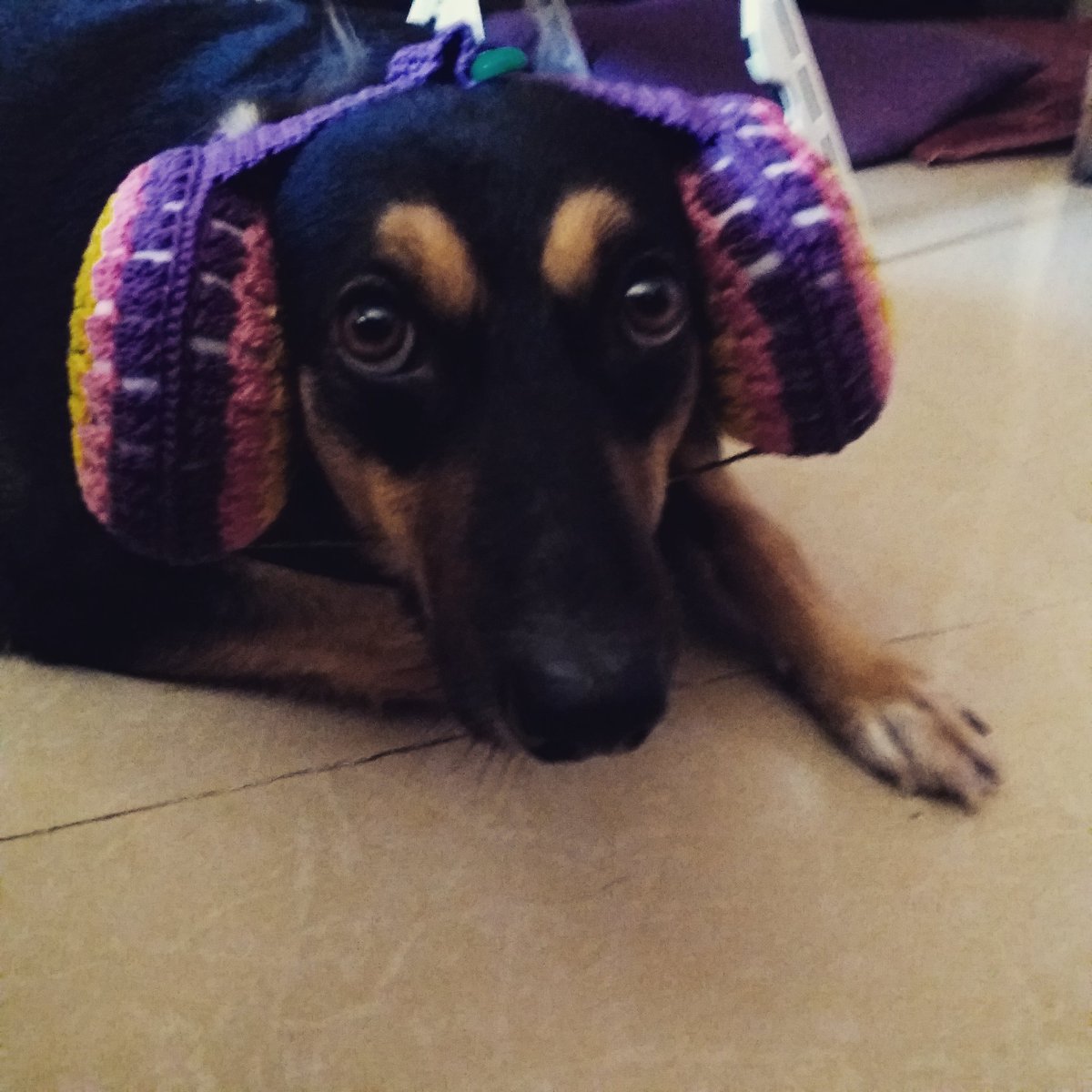 sohinimaitra's tweet photo. Ear muffs made by my cousin for those scary days of #Diwali #meredoanmolratan #dogsoftwitter #petsagram https://t.co/ddQEJI5320