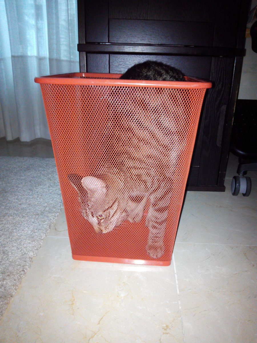 esplinGo's tweet photo. @a_lopeziglesias Hoy compartiría cualquiera de Mau, mi compañero gatuno, q me enseña Verdad y #autenticidad a cada momento. https://t.co/nVt1Fwpb5D