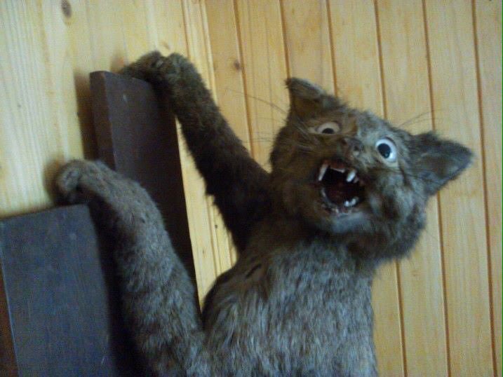 CrapTaxidermy's tweet image. When you've been daydreaming and you realise the Bus has gone past your stop...