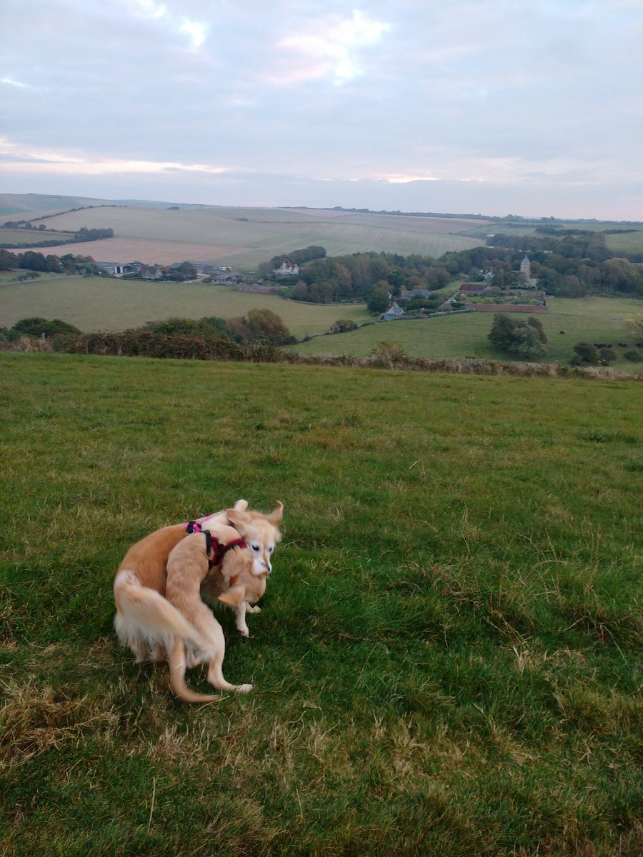 TheWordOfErynn's tweet photo. Erynn & Martha having fun this morning! Phoebe still on her lead on reduced exercise for now #StillLimping https://t.co/wu0SOAYztR