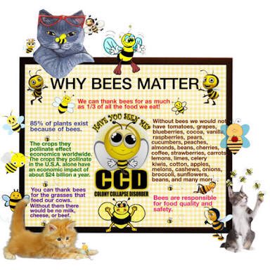 Serita_Singh's tweet photo. #savethebees #whybeesmatter let's do our part for our future generations #helptheenvironment https://t.co/KVCFBkOcUk