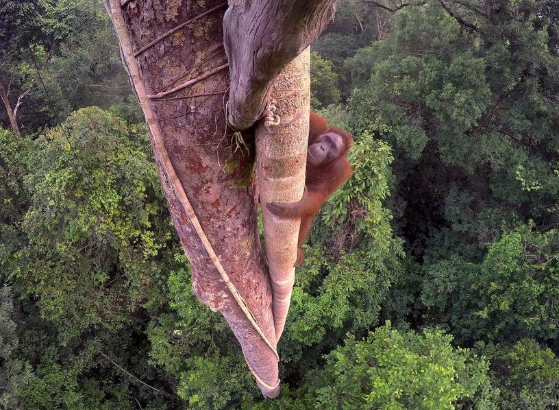 WiaraNews's tweet photo. Les meilleures photos de l'année. Best photos of the year. #GrandPrix #TimLaman #Nature https://t.co/9FjXhnXccS