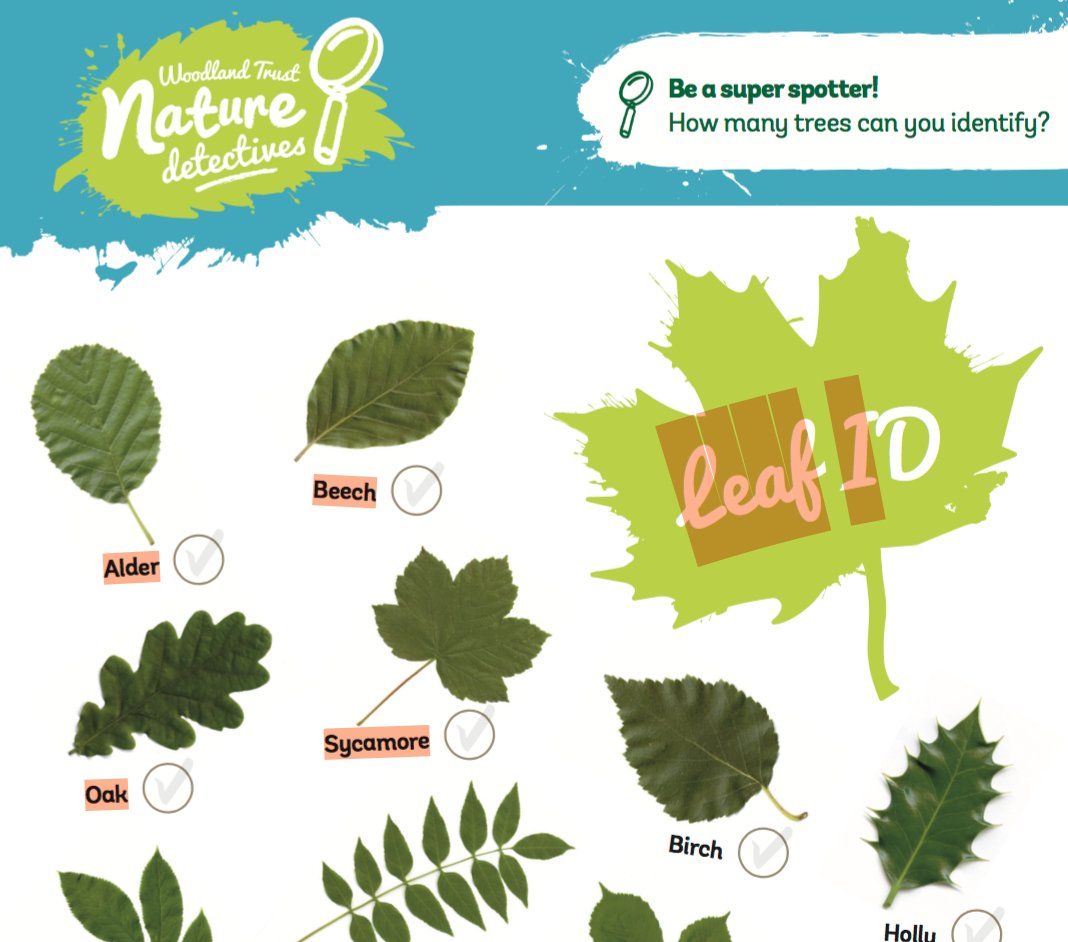 angelabradyRIBA's tweet image. Do you know your trees? @WoodlandTrust nature detectives #LeafID test yourself and learn too woodlandtrust.org.uk/mediafile/1007… #EcoCheckPack