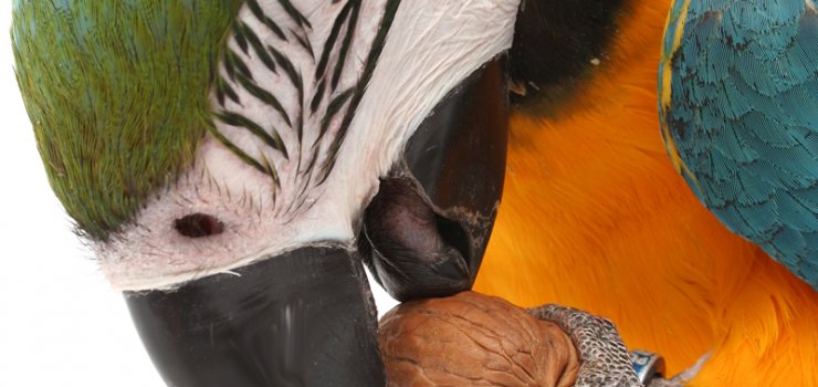 bluemacaws's tweet image. Alimentación de nuestro guacamayo ara ararauna
bluemacaws.es/alimentacion-d…