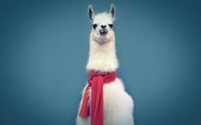 OddSoc's tweet photo. Such drama here llama https://t.co/2geIzeh69F