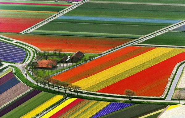 Tulip Fields, Amsterdam