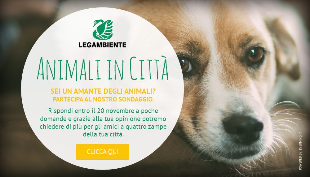 Legambiente's tweet photo. Partecipa al nostro sondaggio sulla condizione degli #animali in #città. Bastano 2 minuti. Qui >> https://t.co/br33gMgjkn
#AnimaliInCittà https://t.co/nZaneRqkJg