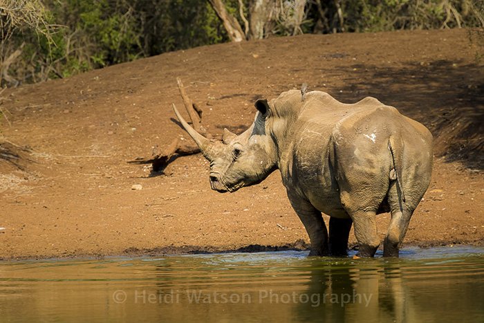 RhinoRiverLodge's tweet photo. A5 This photo of Lucky the Rhino, a poaching survivor, enjoying some sunlight.   #ttot https://t.co/YamjjZiQHB