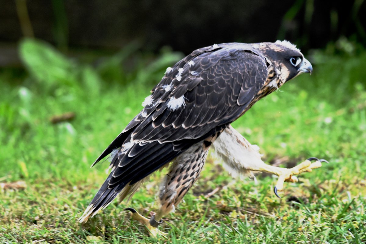 MsProtrekker's tweet image. #hopping