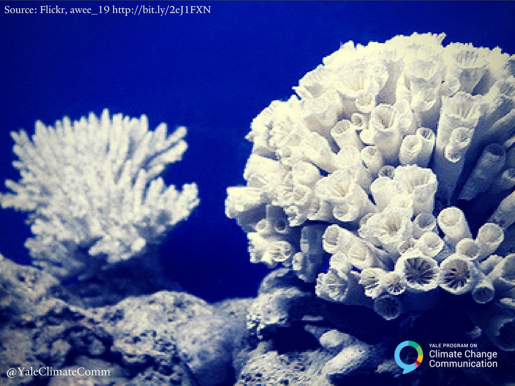YaleClimateComm's tweet image. #Climatechange hurts reefs and species around them—50% of Americans think #globalwarming harms plants and animals:
bit.ly/2eBLrjJ