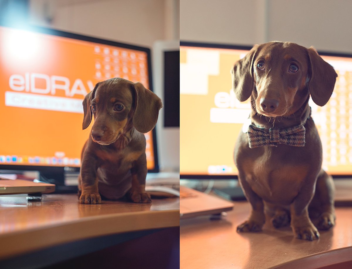 elDRAW_Media's tweet photo. For those of you wondering how elDRAW's new recruit's been getting on in his first 6 months at work... well his doing just fine! #officepub https://t.co/yZsZwr8x2Q