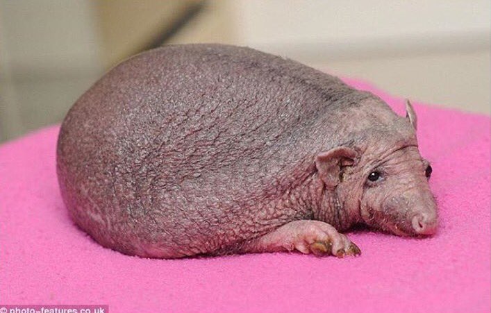 diffuseur cheveux boucles