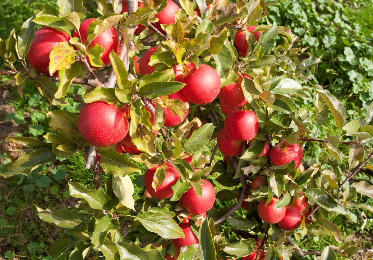 DurhamTourism's tweet image. It&apos;s harvest time! Support local farmers by picking your own pumpkins and apples in #DurhamRegion! FallForDurham.ca #FallForDurham