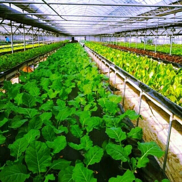 안녕 하세요?
깜꼬기에요.

오래 기다리셨지요?
친환경 무농약 모듬 쌈채소
드디어 출하 됩니다.

1키로 1박스 (9-10가지 모듬)
￦ 15.000 무료배송
☎ 010-4939-1147