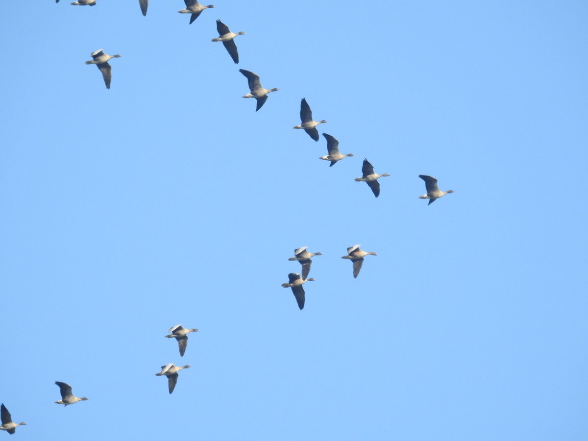 WillboneScott's tweet photo. 71 Pink Ft SW, 4 Fieldfares WSW, 7 Cormorant N (made the PF temporarily split up), 1 Rdwing and a G Wag best in Hunmanby this pm #PWC2015 https://t.co/OP3Yus612X