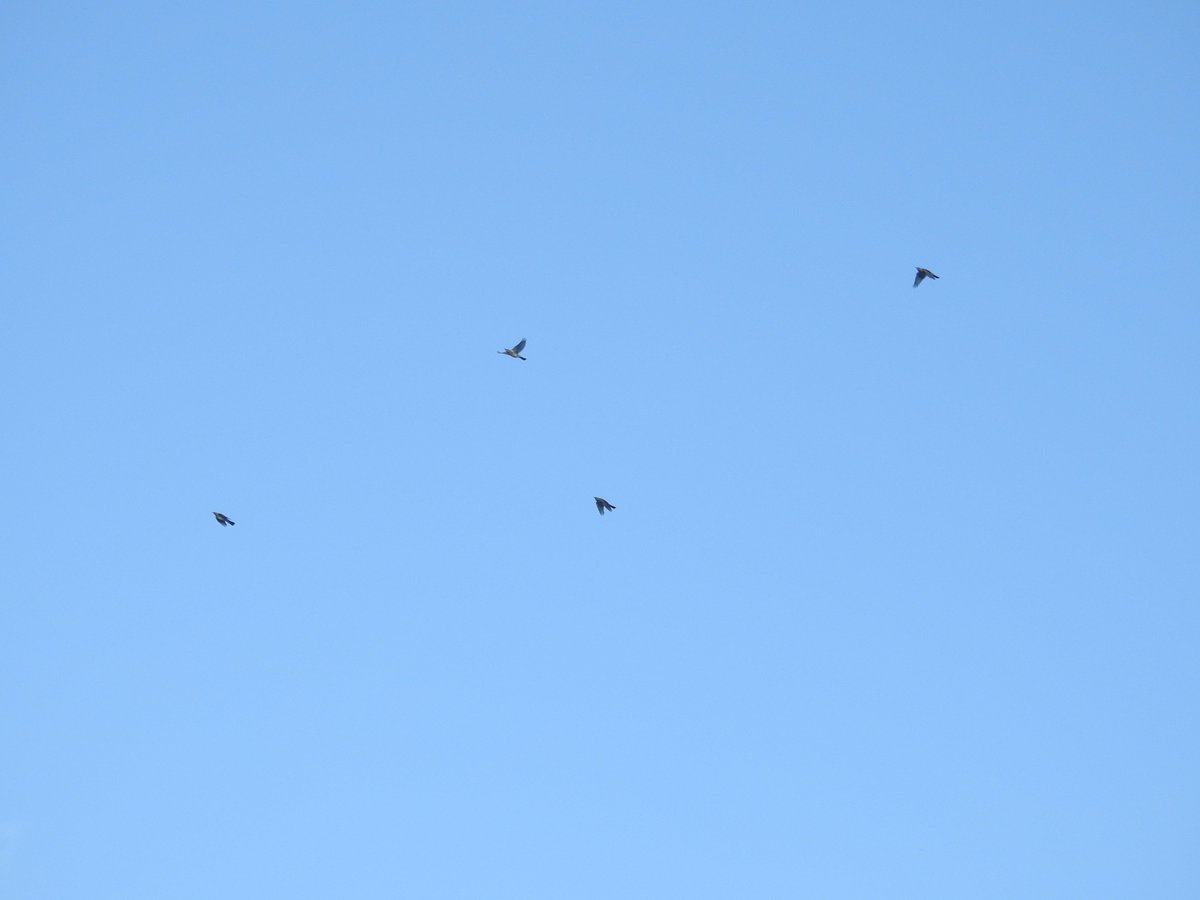 WillboneScott's tweet photo. 71 Pink Ft SW, 4 Fieldfares WSW, 7 Cormorant N (made the PF temporarily split up), 1 Rdwing and a G Wag best in Hunmanby this pm #PWC2015 https://t.co/OP3Yus612X