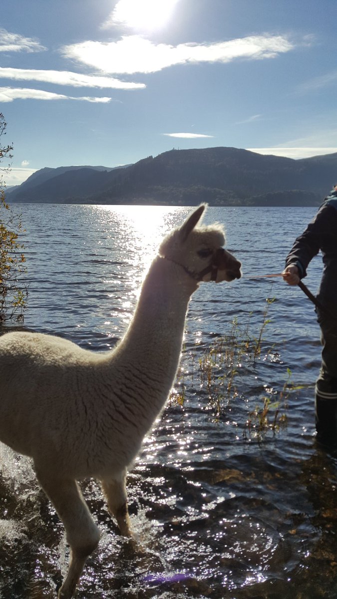 TheWoollyArmy's tweet photo. Introductions are in order. Lake this is Ziggy &amp; Hobbs. Guys this is #BassenthwaiteLake :)
Well done to Ziggy &amp; Hobbs for a fantastic effort https://t.co/JsG9UGXT6b