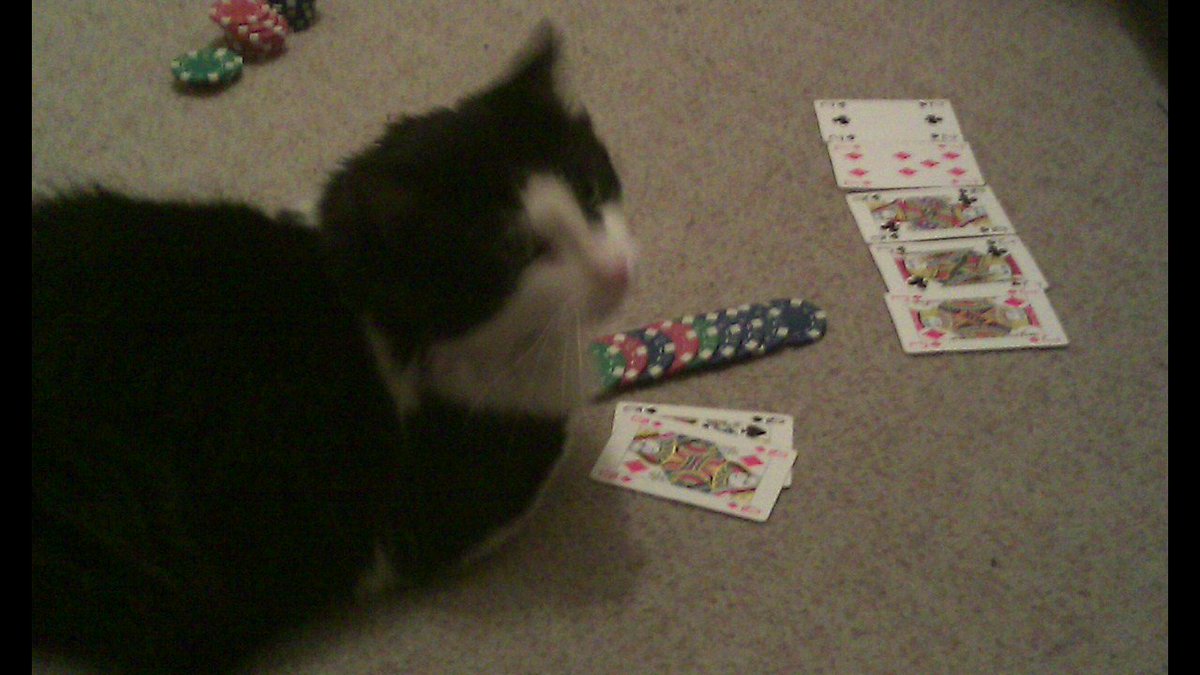 Keithgh's tweet photo. 4th born's cat Dave, he's very intelligent, what a great hand he had playing #poker #cookingfats https://t.co/w4tOs9D79v