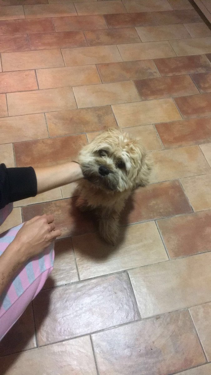 SergioG1510's tweet photo. Este perrito estaba a punto de ser sacrificado, me lo he quedado unos días pero yo no me puedo hacer cargo de el, por favor alguien. RT pls https://t.co/bjzpYOsQZn