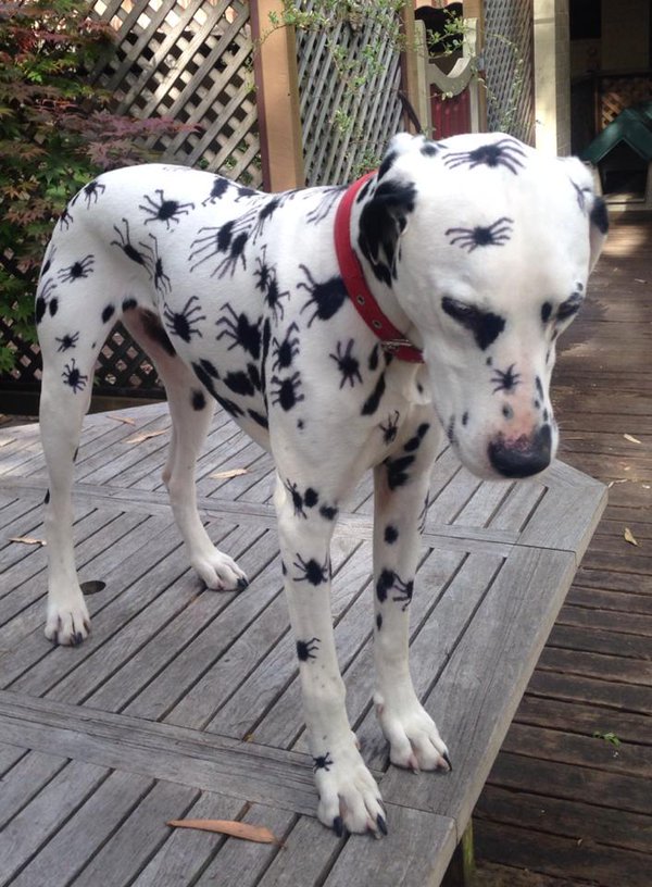Ripleys's tweet photo. I don't think I'm okay with this costume... #spiders #halloween https://t.co/DWVCVTOXq5