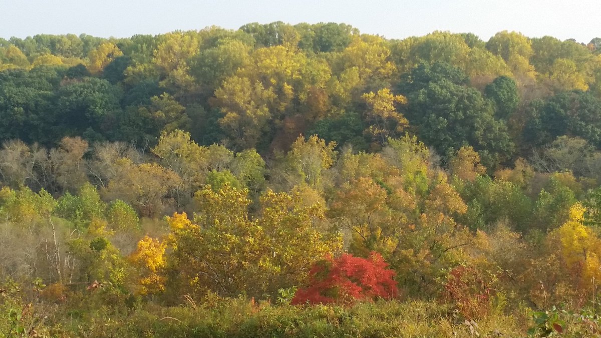 BlueHenLauraJ's tweet photo. The trees @DENatureSociety look like a painted picture! Come check it out at #Ashland https://t.co/RzSOzfid3X
